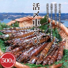 生食用  瞬間冷凍活き〆福島くるまえび500g