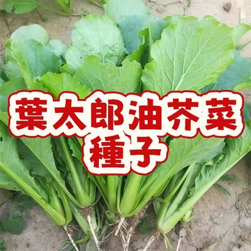 台灣當季 葉太郎油芥菜種子 小葉芥菜仔 香油芥 快菜種子 家庭盆栽 陽台蔬菜 好種快收 耐熱品種