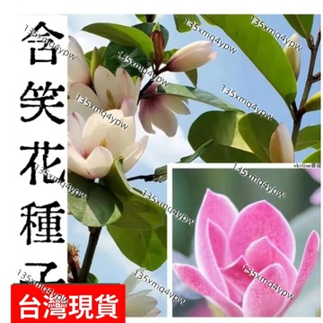 現貨💥（含笑花種子）（50粒）超低價 四季種植深山含笑花 含笑花種子 樂昌含笑/紅花含笑樹種子 濃香型花卉 觀賞花卉種子