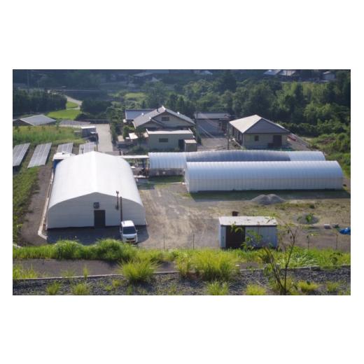 ふるさと納税 和歌山県 田辺市 生白いきくらげ ３パック ※6月下旬以降順次発送予定  ／ 和歌山 田辺市 きくらげ 生  天然 無添加 栄養豊富 中華…