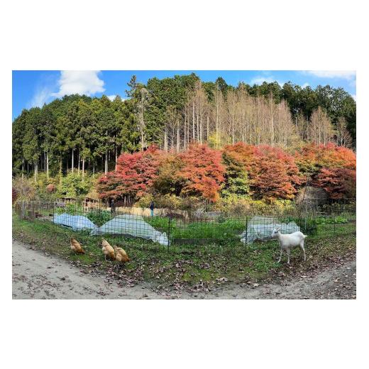 ふるさと納税 大阪府 千早赤阪村 無添加タマネギ塩［ミニパック3個セット］