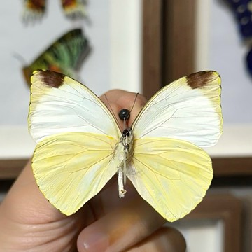 🦋金絲桃粉蝶🦋蝴蝶 昆蟲 模型 乾貨三角紙包裝 #非活體 #類模型 #藝術品