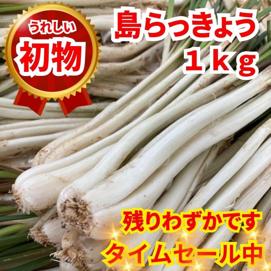 島らっきょう １ｋｇ沖縄産 おいしい しまらっきょう 土付き 島野菜 らっきょう エシャロット 玉ねぎ しゃきしゃき ビール 酒 肴 アテ おつまみ 天ぷら うまい