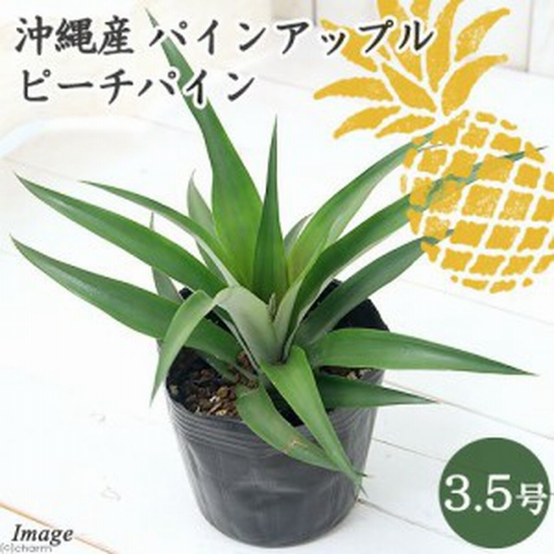 観葉植物 果樹苗 パインアップルの苗 ピーチパイン 沖縄産 ３ ５号 １ポット 家庭菜園 通販 Lineポイント最大1 0 Get Lineショッピング