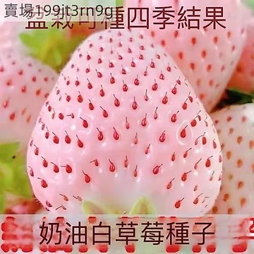 現貨🍓【天使AE草莓種子】（1000粒）🍓2025新種 四季種植 口感細膩 甜度較高 超甜四季室內外陽臺盆栽種子