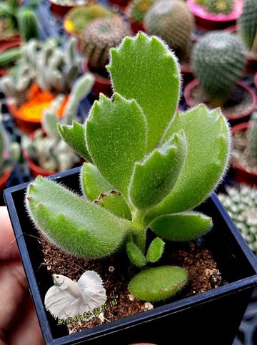 熊童子熊掌綠熊爪 3寸黑盆活體多肉植物仙人掌多肉盆栽送禮小品盆栽室外半日照佳推薦 Yahoo奇摩超級商城 Line購物