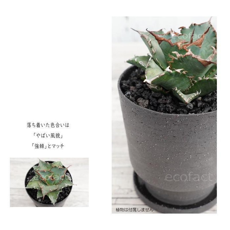 陶器鉢 植木鉢 ミニポット シンボトム グレイ φ12cm おしゃれ かわいい