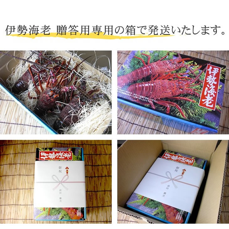 活伊勢海老　3尾　800ｇ　三重県産　高級[活伊勢海老]