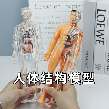 4y9 人體骨架模型 仿真拚裝軀幹結構模型 人體器官拼裝 軀幹結構內臟科教類模型 人體器官模型 人體拚裝模型玩具人體探索