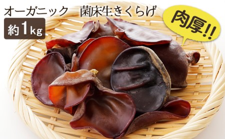 オーガニック 菌床生きくらげ 約1kg