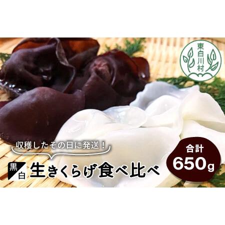 ふるさと納税 収穫したその日に発送！黒・白 生きくらげ食べ比べセット 合計650g きのこ 純国産 きくらげ 生きくらげ 白きくらげ 10000円 岐阜県東白川村