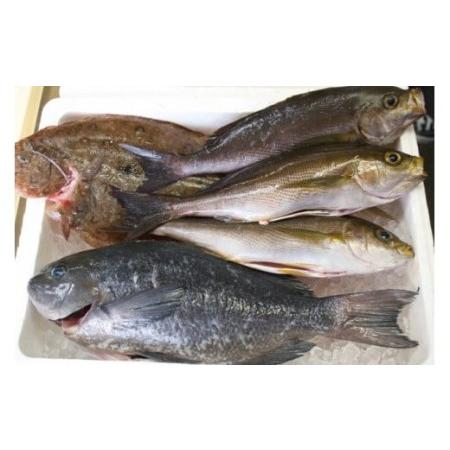 ふるさと納税 朝どれ鮮魚 ３〜４種類 詰め合わせセット！ 生すり身付き（B） かつおタタキ マグロ アジ カンパチ ヒラメ カレイ クレ サワラ イ.. 高知県須崎市