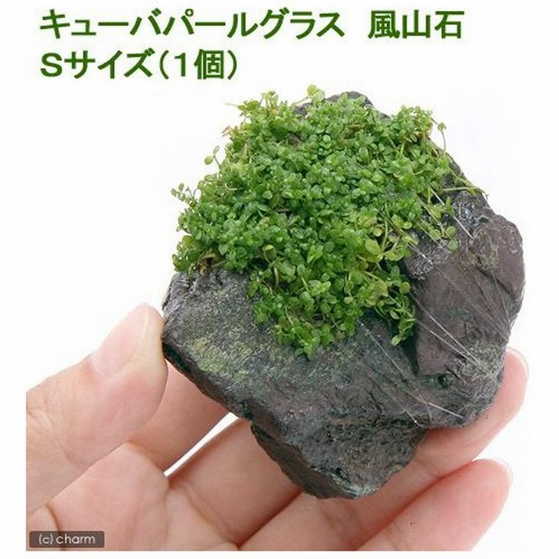 水草 巻きたて キューバパールグラス 風山石 ｓサイズ 約１０ｃｍ 無農薬 １個 通販 Lineポイント最大0 5 Get Lineショッピング