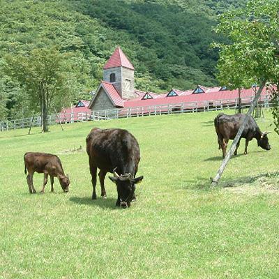 ふるさと納税 新温泉町 「世界農業遺産認定!」黒毛牛の但馬牛すき焼・しゃぶしゃぶ用　(もも300g・バラ200g)