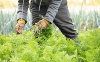 瀬戸内産 旬の野菜セット Wacca Farm