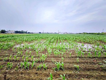 前後臨路【臨10米鄉道旁 ✦ 優質農地】｜台南市下營區麻豆寮段