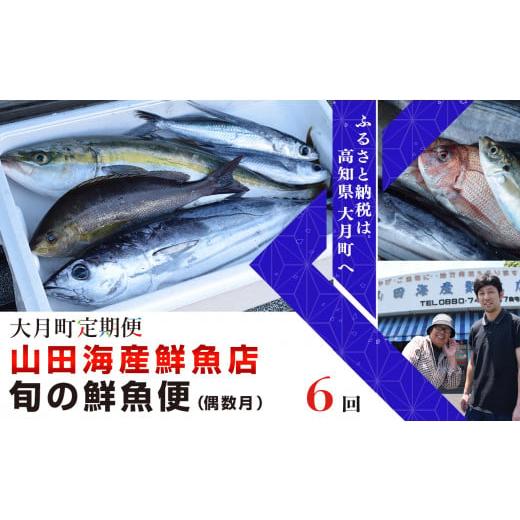 ふるさと納税 高知県 大月町 山田さんちの「旬の鮮魚便」 計6回（偶数月）