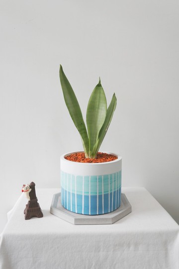 【室內淨化空氣首選】銀后•藍海線條水泥盆栽 開幕盆栽 新居落成