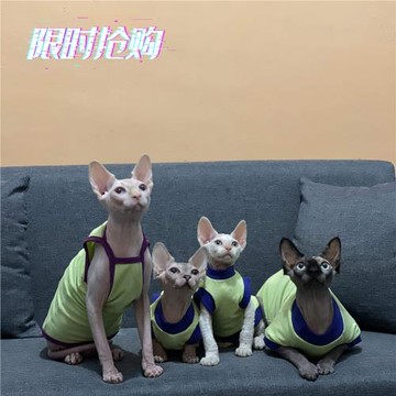 無毛貓衣服純棉吊帶特價售完無補夏季背心條紋斯芬克斯德文貓衣服