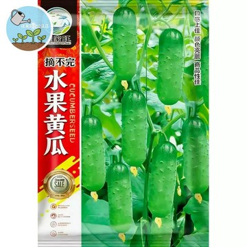 【原廠包裝】日本種源水果黃瓜種子（Fruit Cucumber）陽台盆栽可種 皮薄無籽超甜 生吃沙拉涼拌 家庭農場