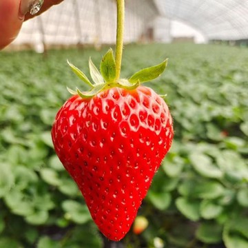 🍓(丹東99草莓種子)當年新種 營養豐富 超甜四季室內外陽臺盆栽 四季草莓籽種子 果大超甜