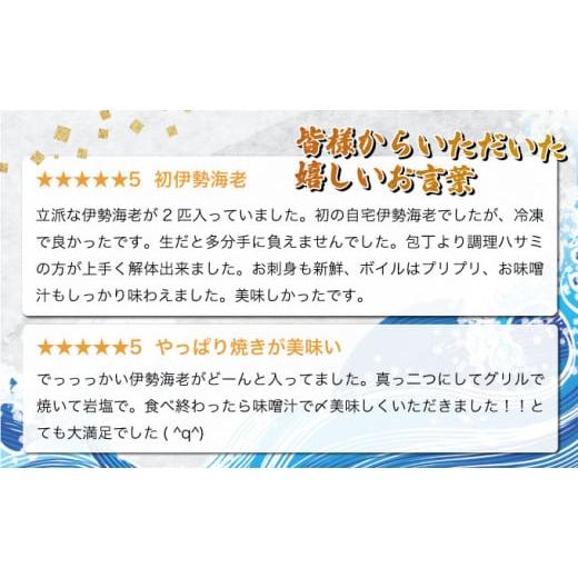 ふるさと納税 宮崎県 串間市 KU345  ＜生冷凍・数量限定＞宮崎県串間産 天然伊勢エビ(計約500g・1〜3匹) 