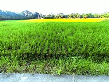 通宵城南里美農地｜苗栗縣通霄鎮城南