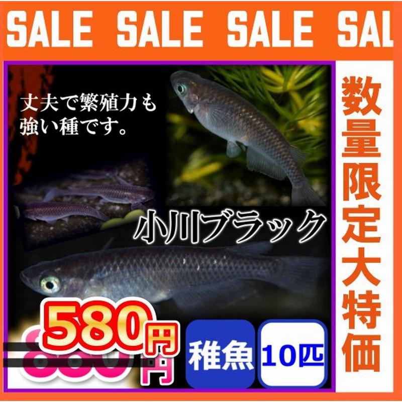 メダカ 小川ブラックめだか 稚魚10匹 通販 Lineポイント最大0 5 Get Lineショッピング