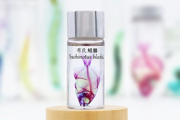 透明生物標本 - 布氏鯧鰺 Trachinotus blochii