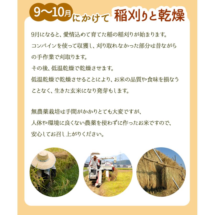 黒米（紫黒苑・古代米）1kg 福井県令和5年産 無農薬・無化学肥料栽培