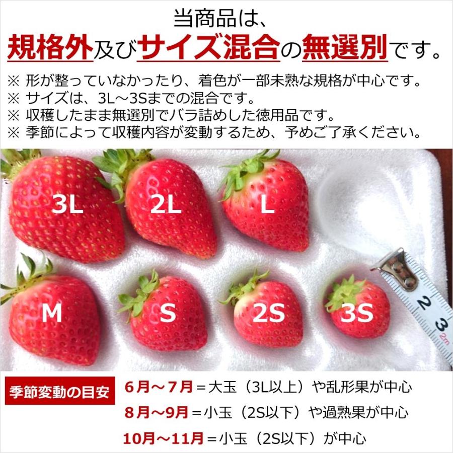 6月〜11月発送 良食味の新しい夏秋イチゴ 無選別 規格外 全サイズ混合 バラ詰め 1kg 秋田県産 なつあかり ご自宅用 ジャム・ソース用