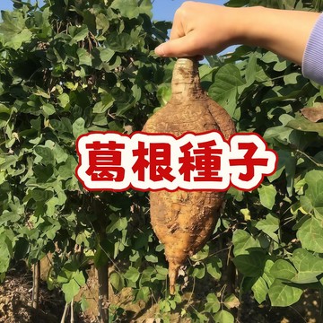 次日達-【葛根藤種子】當季新籽易種植 產量高 營養豐富 新手易種植 陽台庭院盆栽 可食用  #超優惠