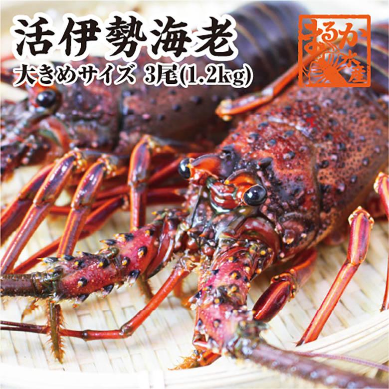 活伊勢海老　3尾　１.2ｋｇ　三重県産　高級[活伊勢海老]