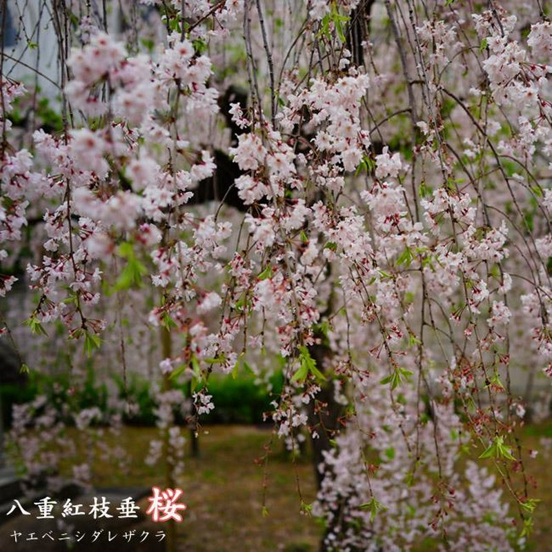 SEAL限定商品 サクラ(桜) - 紅一重咲き を多数揃えています しだれ桜 