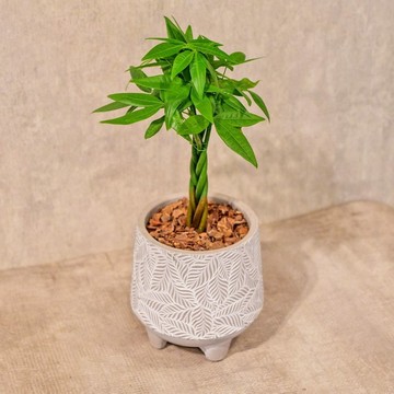 馬拉巴栗 小樹葉紋 水泥盆栽 桌上盆栽 開幕送禮 喬遷禮物