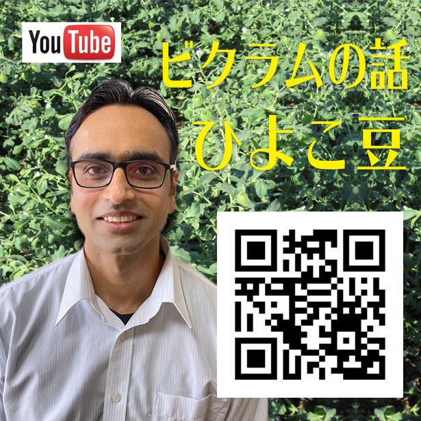 マスールダールホール 1kg (ヒラマメの皮つき) カレーやサラダ・スープなどいろんなお料理に インド産 賞味期限2024.12.30