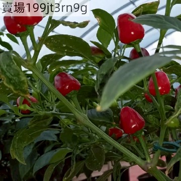 🌶️【阿吉塞雷薩 辣椒種子】（100粒）（中辣）較冷的溫度也能結出果實 櫻桃形果實 發芽快 株高約8可觀賞可食用辣椒種籽