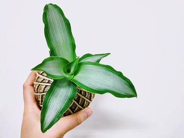 閃耀之心水竹葉苔球│板植│窗邊植物│陽台植物│觀葉植物