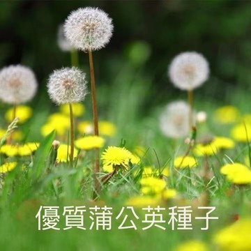 12h出貨 野生蒲公英種子 婆婆丁種子 新品地栽盆栽蔬菜早春球冬季種植 草種子 室外多年生 蒲公英的種子易播種好養50粒