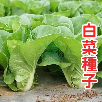 現貨現發 🥬奶油小白菜種子🥬 快收白菜種子 耐熱早生品種 30天速收 清脆鮮甜 家庭必種 陽台盆栽可 四季可播 有機無毒
