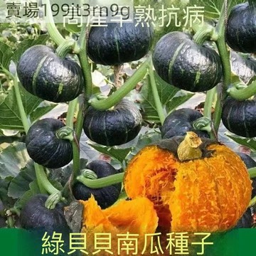 現貨 南瓜種子大全（50粒）四季高產  庭院菜園甘麵耐貯貝貝闆慄貴族香芋蜜本早嫩南瓜種籽 貝貝南瓜 奶油南瓜種子 南瓜