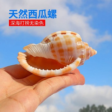 西瓜螺天然貝殼海螺魚缸水族造景卷貝魚寄居蟹繁殖殼創意多肉盆栽