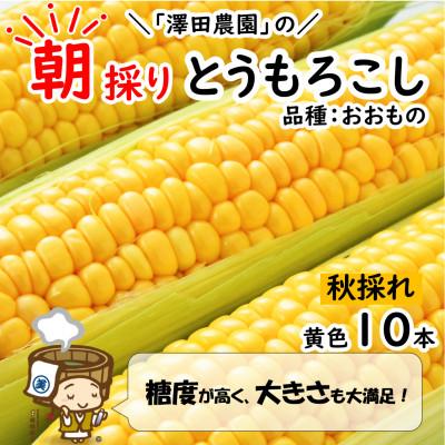 ふるさと納税 あわら市 秋とうもろこし 10本 おおもの 黄色 朝採り