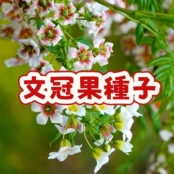 🌱（文冠果種子） 四季種植果樹果園 園林綠化木化果樹多年生 觀花花卉觀果觀木果子樹種子 四季種植