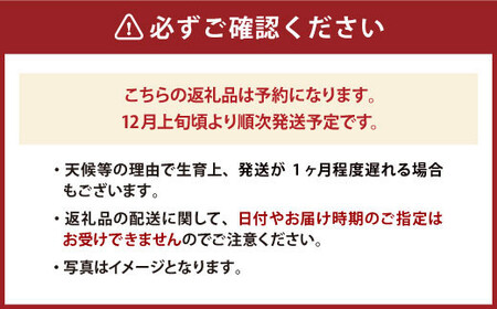 贈答用 あまおう 約800g いちご イチゴ 苺 化粧箱入り