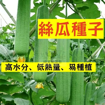 🌱快速收成 （七款絲瓜種子大全） （特長、白玉、大肉、棱角）高水分、低熱量 富含維生素C 生長快速 適宜種植 蔬菜種子