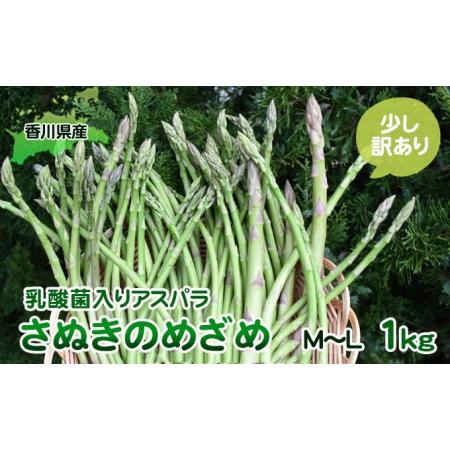 ふるさと納税 令和6年産　はなまる農園の乳酸菌入りアスパラ「さぬきのめざめ」少し訳あり 1kg（M〜L） 香川県東かがわ市