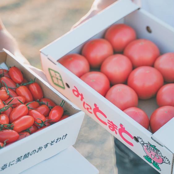 野菜 トマト 笑顔溢れる甘さ超濃厚ミニトマト！！「トマランタン2kg」 産地直送