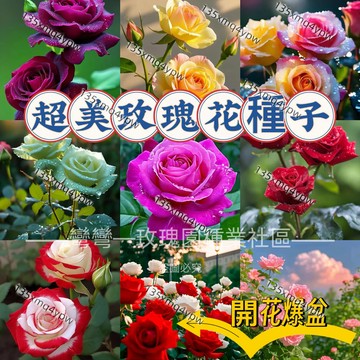 現貨💥各種玫瑰花種子（250粒）浪漫送禮節日玫瑰花 帝王玫瑰 開花爆盆 爬藤植物 陽臺庭院 四季種植 易養活 花卉種子