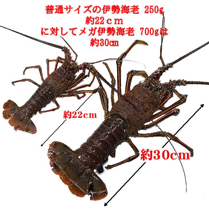 活伊勢海老　活きたまま発送します　特大サイズ　1尾　600〜700ｇ　　[活伊勢海老]　送料無料